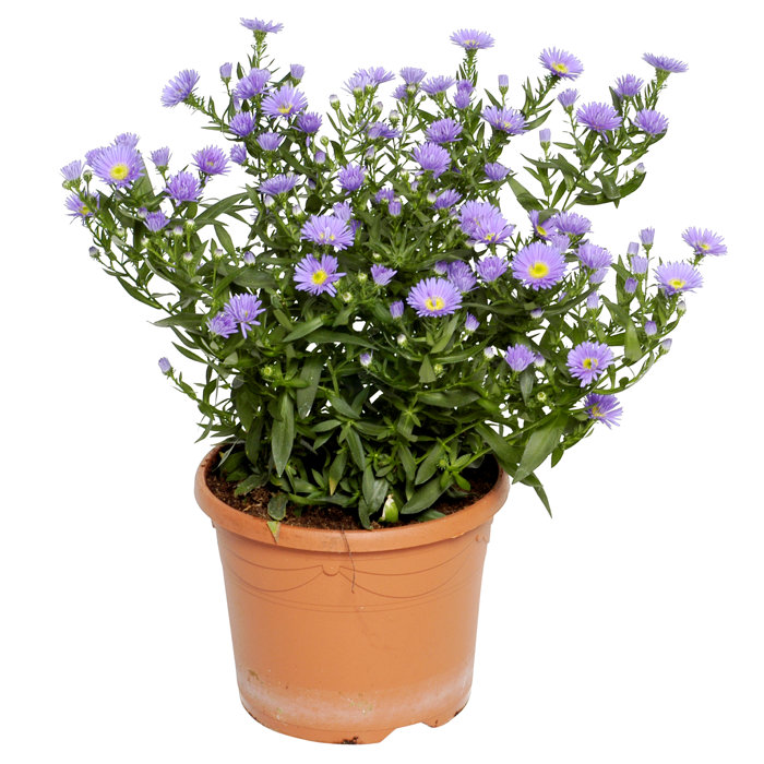Höstaster Hybrid Ø15 cm